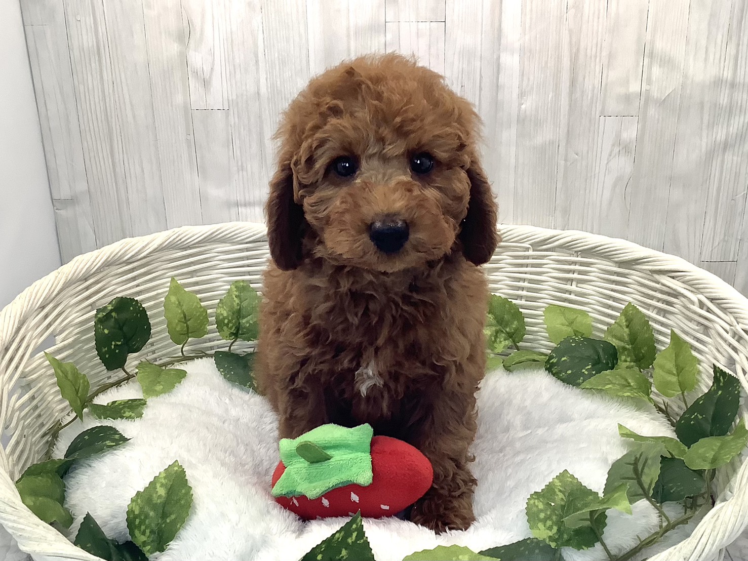 奈良県のトイプードル(トイ) (マルエスペット 富雄店/2025年12月9日生まれ/男の子/レッドフォーン)の子犬の1枚目の画像