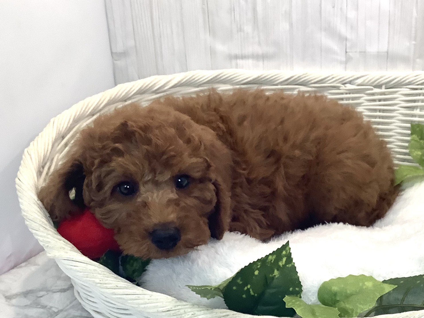 奈良県のトイプードル(トイ) (マルエスペット 富雄店/2025年12月9日生まれ/男の子/レッドフォーン)の子犬の3枚目の画像
