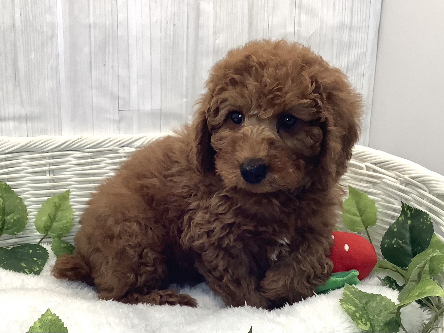 奈良県のトイプードル(トイ) (マルエスペット 富雄店/2025年12月9日生まれ/男の子/レッドフォーン)の子犬の2枚目の画像