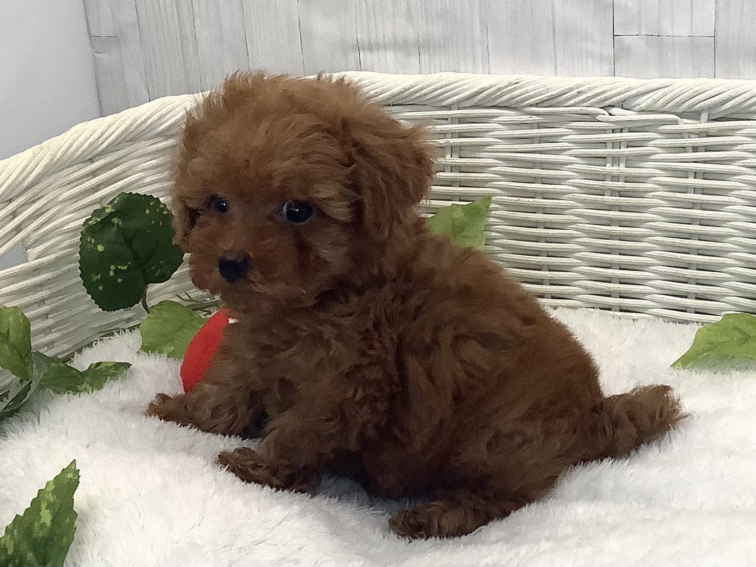 奈良県のトイプードル(トイ) (マルエスペット 富雄店/2025年12月15日生まれ/男の子/レッド)の子犬の3枚目の画像