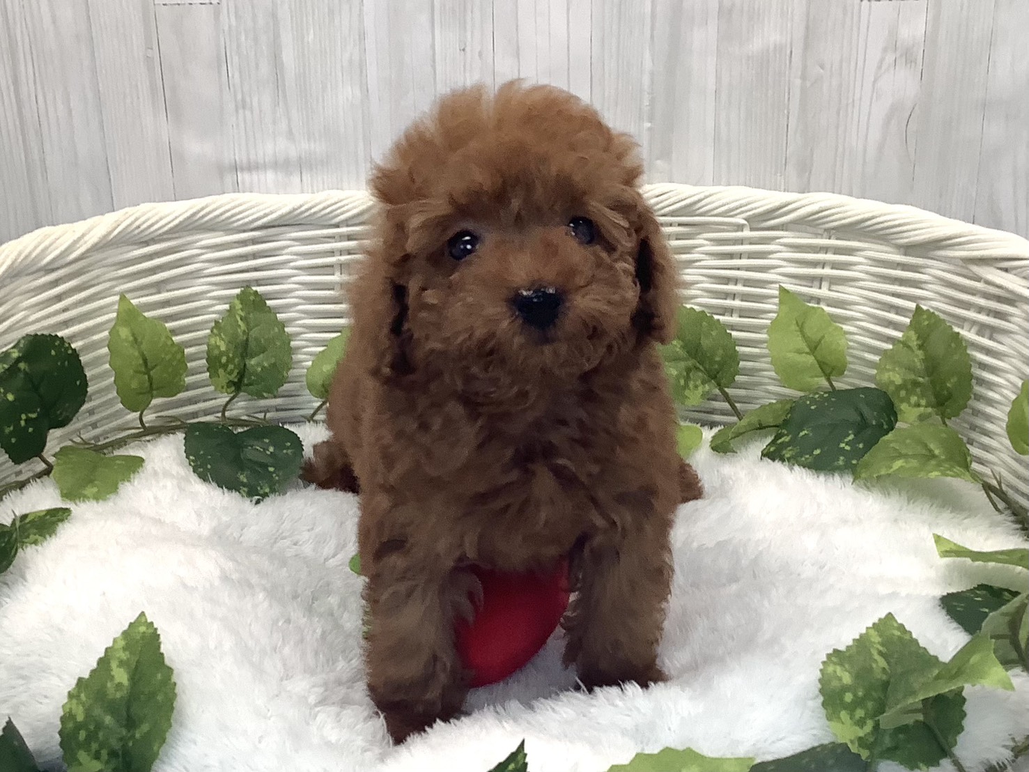 奈良県のトイプードル(トイ) (マルエスペット はんな店/2025年12月13日生まれ/女の子/レッド)の子犬の1枚目の画像