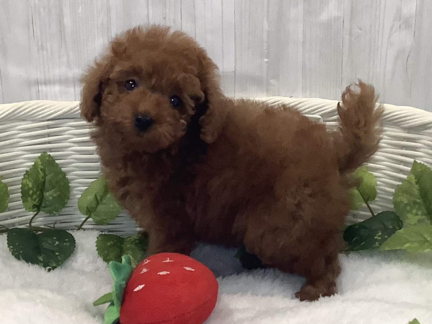 奈良県のトイプードル(トイ) (マルエスペット はんな店/2025年12月13日生まれ/女の子/レッド)の子犬の3枚目の画像