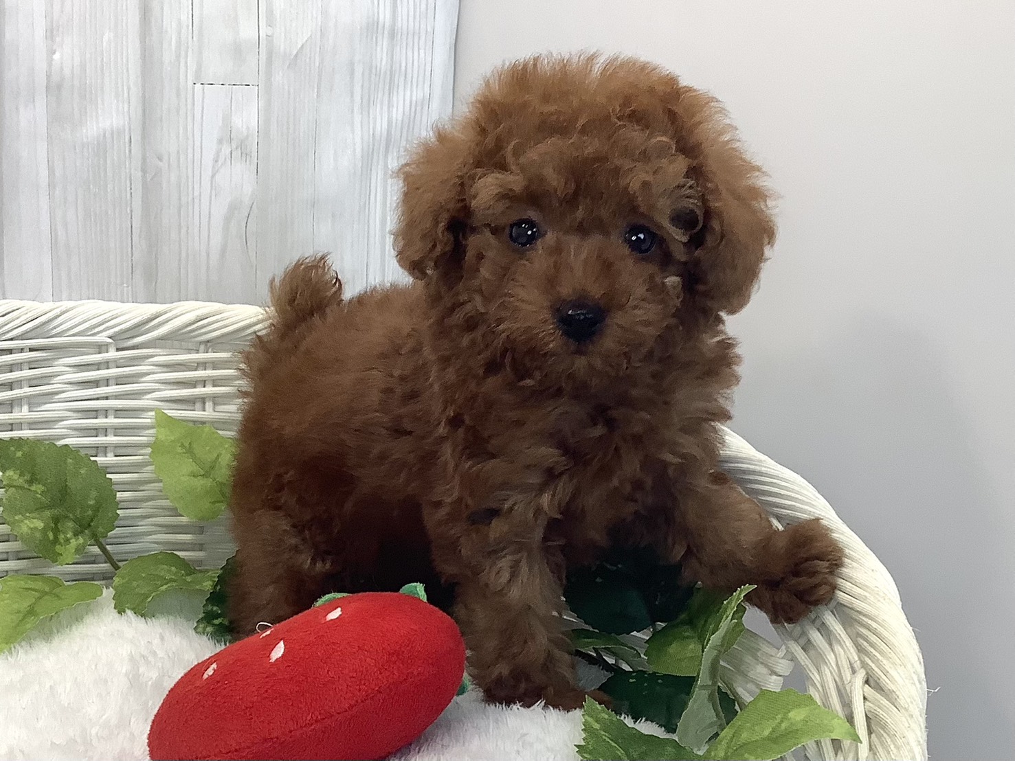 奈良県のトイプードル(トイ) (マルエスペット はんな店/2025年12月13日生まれ/女の子/レッド)の子犬の2枚目の画像