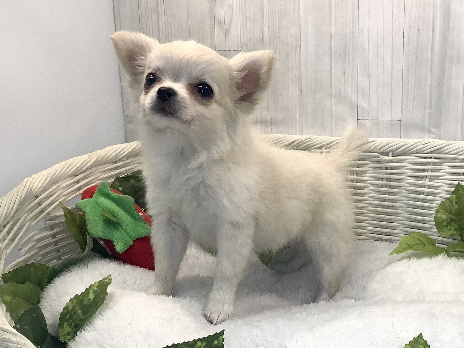 奈良県のチワワ(ロング) (マルエスペット 富雄店/2025年12月9日生まれ/女の子/ホワイト)の子犬の3枚目の画像