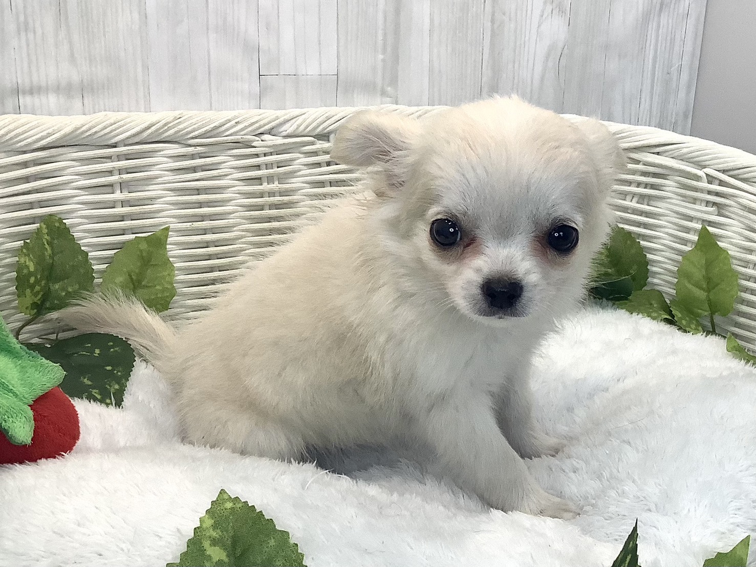 奈良県のチワワ(ロング) (マルエスペット 富雄店/2025年12月9日生まれ/女の子/ホワイト)の子犬の2枚目の画像