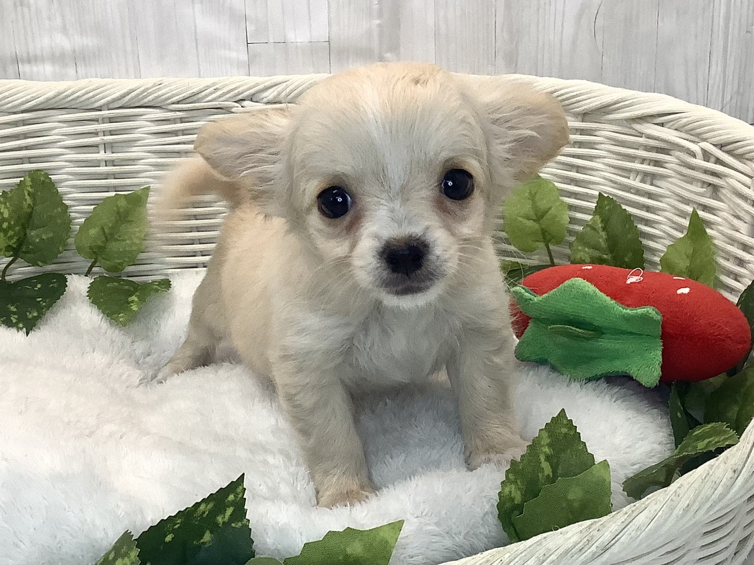 奈良県のチワワ(ロング) (マルエスペット はんな店/2025年12月11日生まれ/女の子/クリーム)の子犬の1枚目の画像