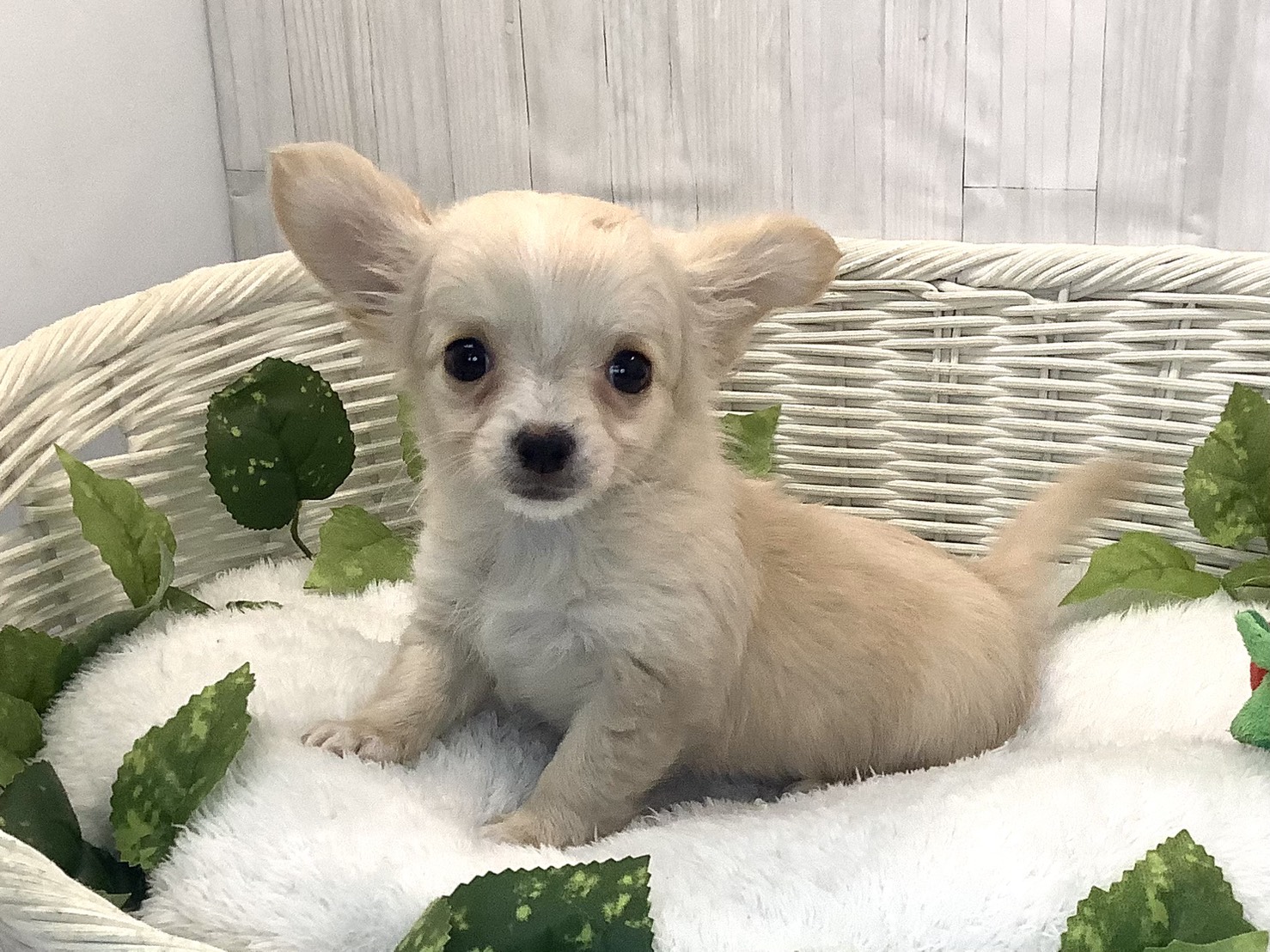 奈良県のチワワ(ロング) (マルエスペット はんな店/2025年12月11日生まれ/女の子/クリーム)の子犬の3枚目の画像