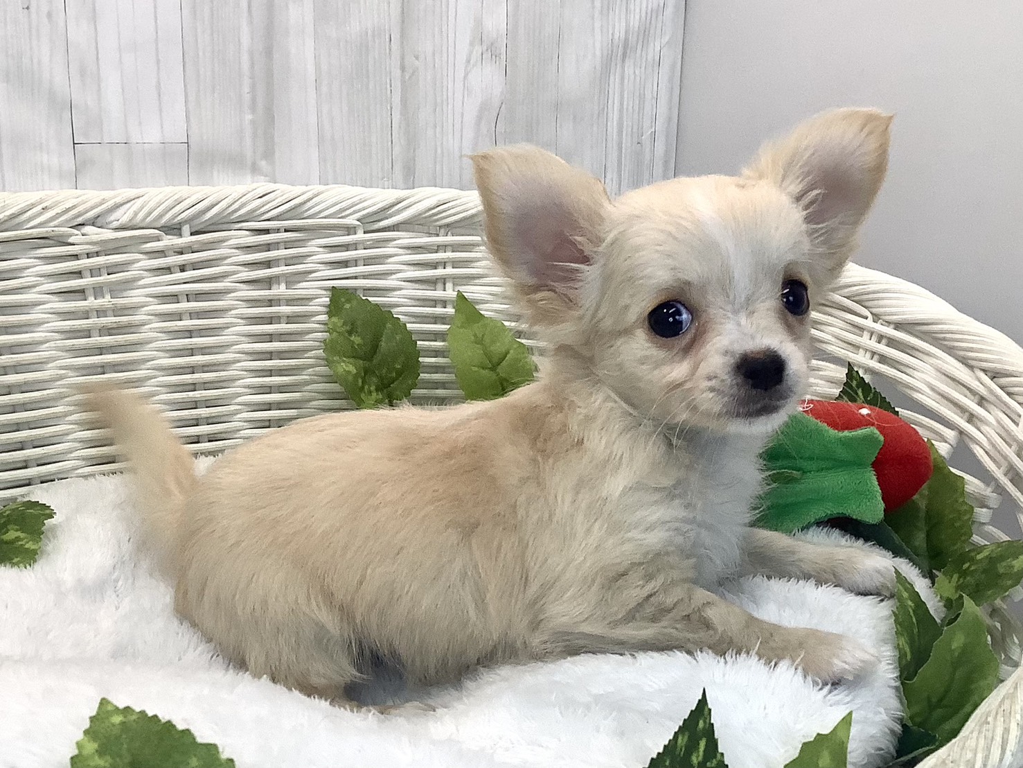 奈良県のチワワ(ロング) (マルエスペット はんな店/2025年12月11日生まれ/女の子/クリーム)の子犬の2枚目の画像