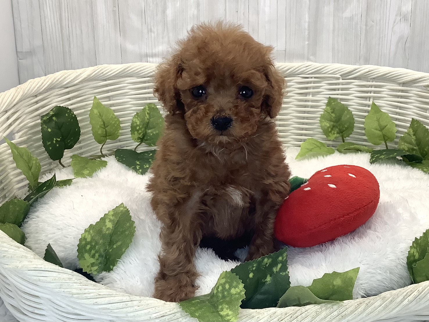神奈川県のトイプードル(トイ) (マルエスペット相模大野店/2025年12月10日生まれ/男の子/レッド)の子犬の1枚目の画像