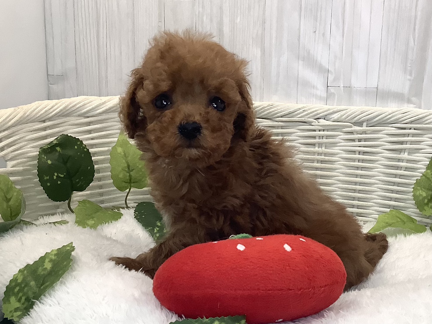 神奈川県のトイプードル(トイ) (マルエスペット相模大野店/2025年12月10日生まれ/男の子/レッド)の子犬の3枚目の画像