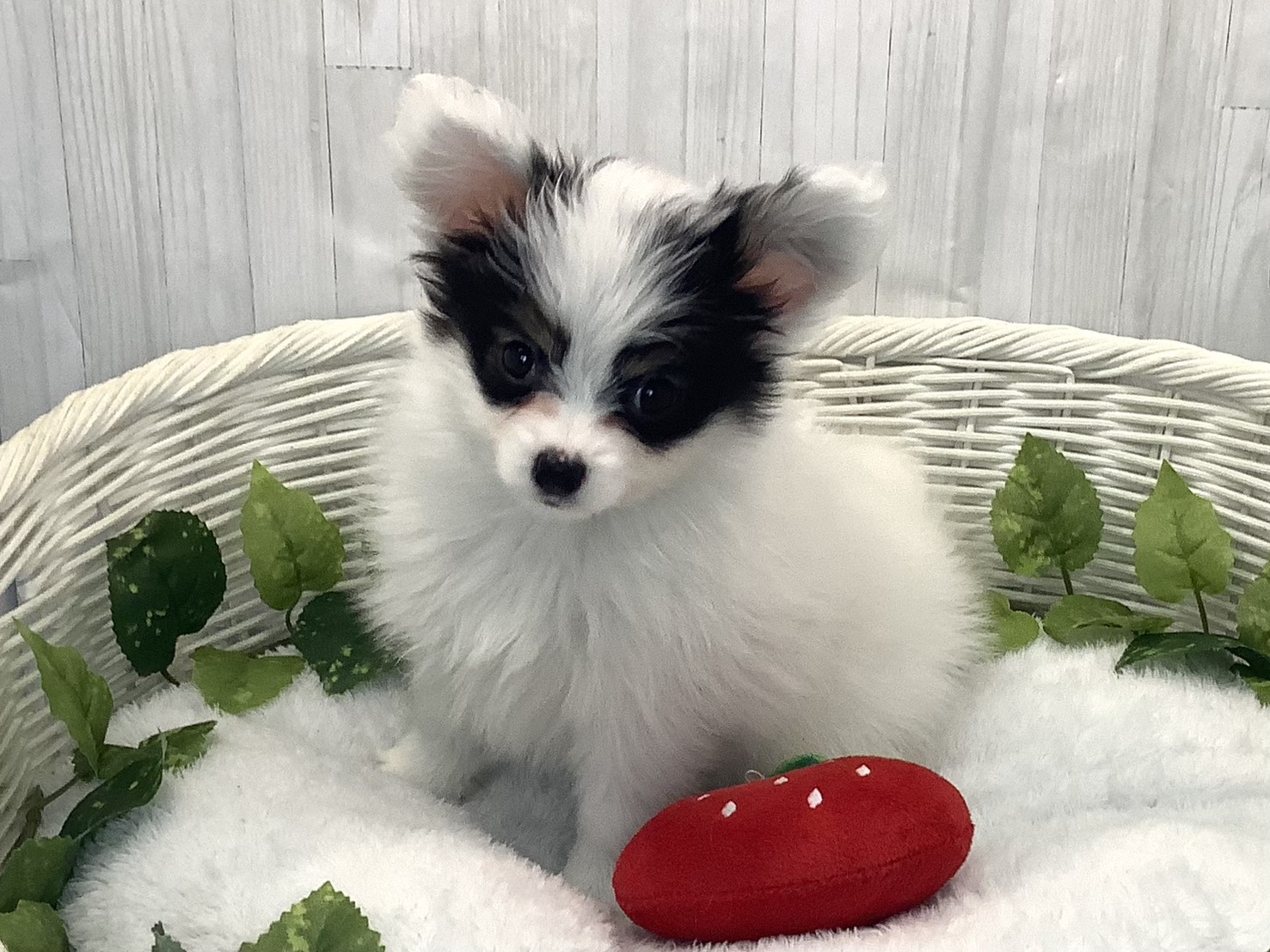 愛知県のパピヨン (ペッツワン稲沢ハーモニーランド店/2025年12月15日生まれ/女の子/トライカラー)の子犬の3枚目の画像