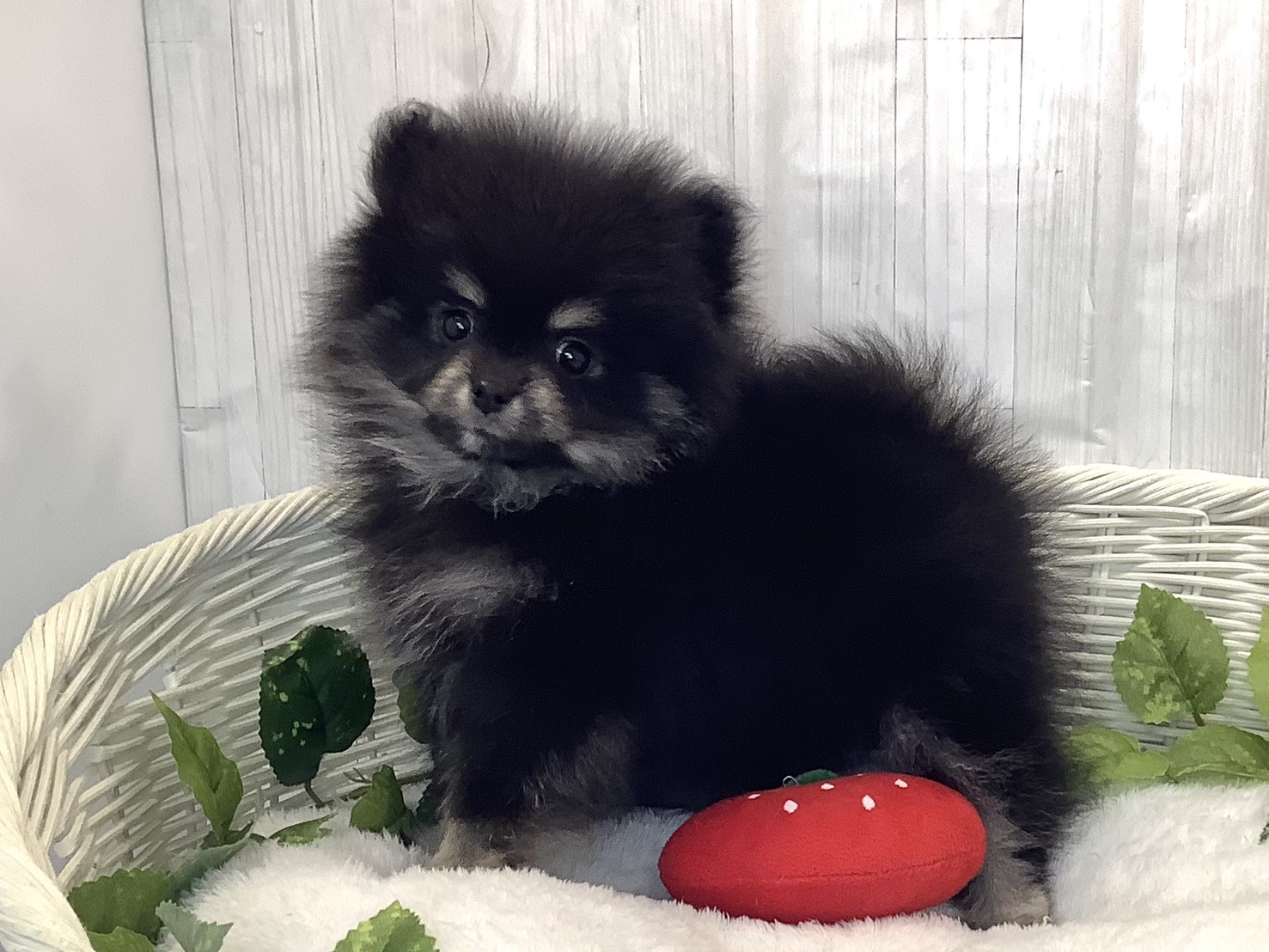 奈良県のポメラニアン (マルエスペット はんな店/2025年12月15日生まれ/女の子/ブラックタン)の子犬の3枚目の画像