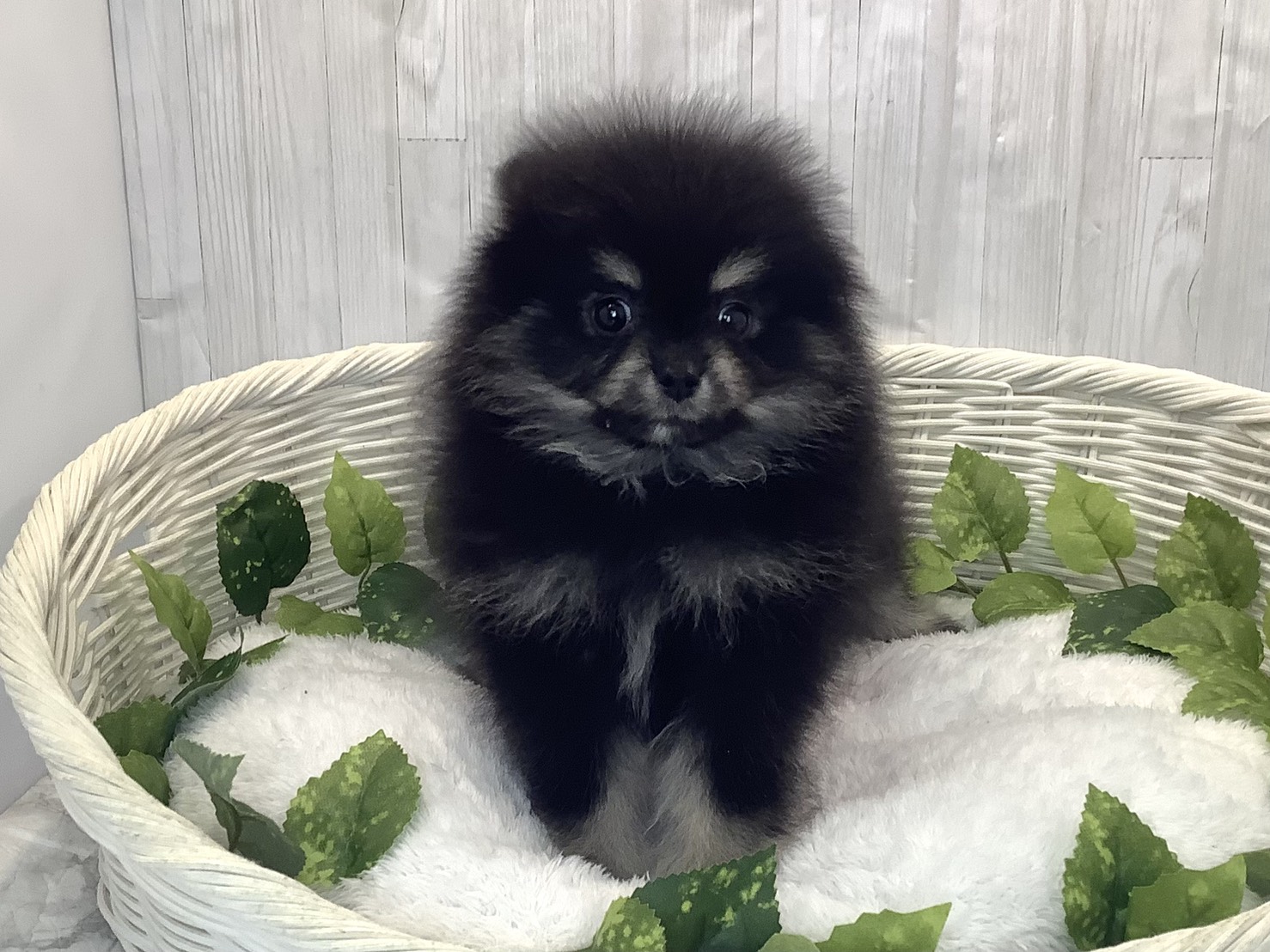 奈良県のポメラニアン (マルエスペット はんな店/2025年12月15日生まれ/女の子/ブラックタン)の子犬の1枚目の画像