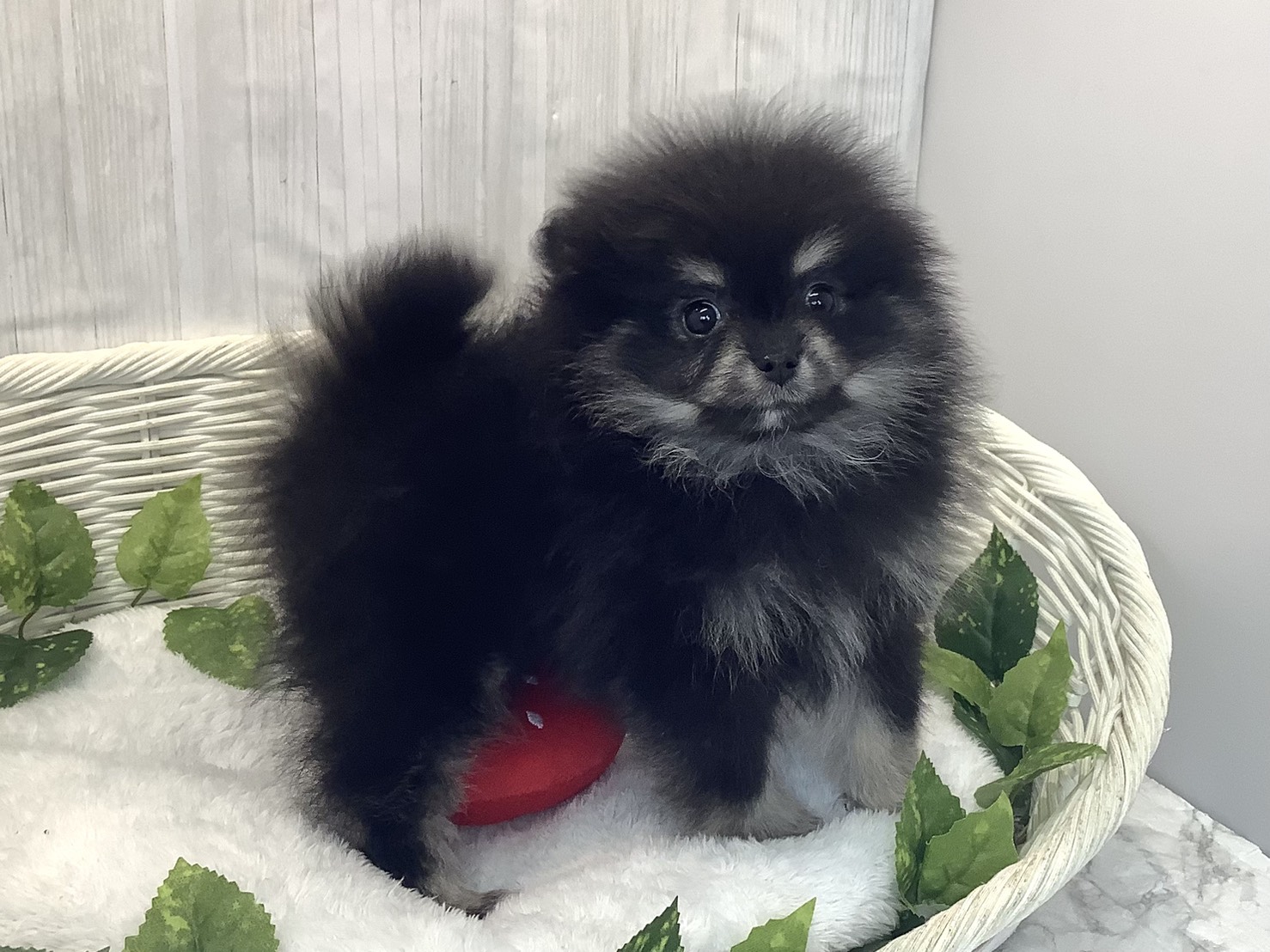 奈良県のポメラニアン (マルエスペット はんな店/2025年12月15日生まれ/女の子/ブラックタン)の子犬の2枚目の画像