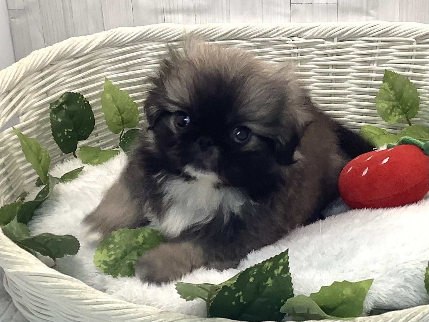 奈良県のペキニーズ (マルエスペット はんな店/2025年12月12日生まれ/男の子/フォーン)の子犬の3枚目の画像