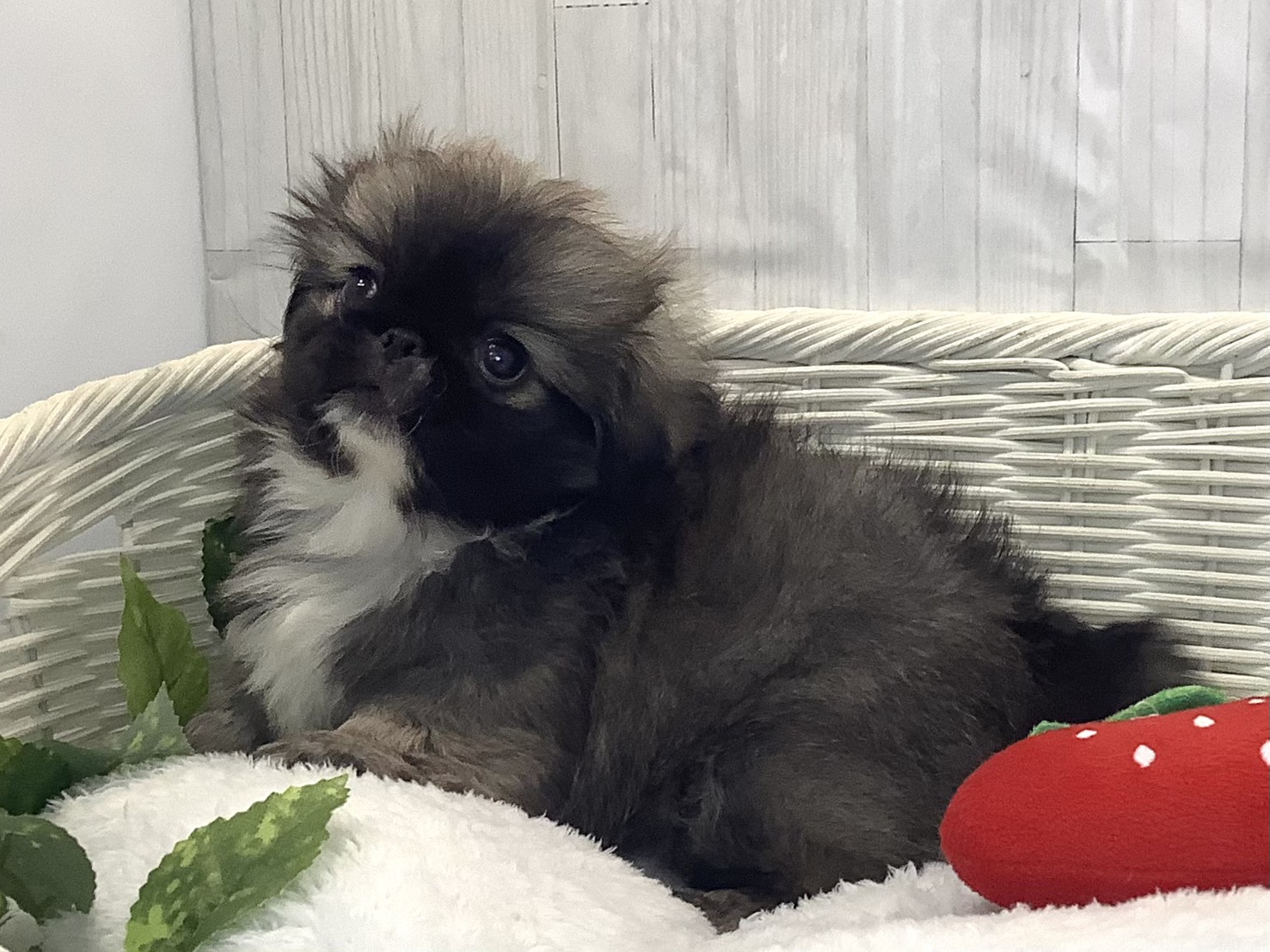奈良県のペキニーズ (マルエスペット はんな店/2025年12月12日生まれ/男の子/フォーン)の子犬の1枚目の画像