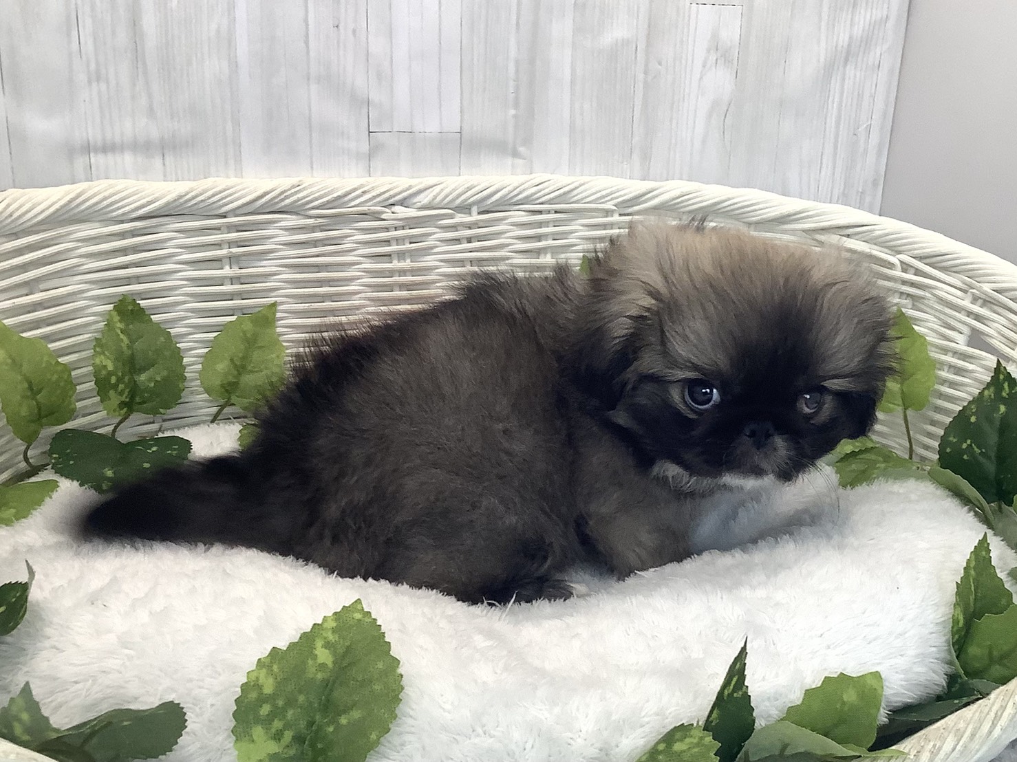 奈良県のペキニーズ (マルエスペット はんな店/2025年12月12日生まれ/男の子/フォーン)の子犬の2枚目の画像