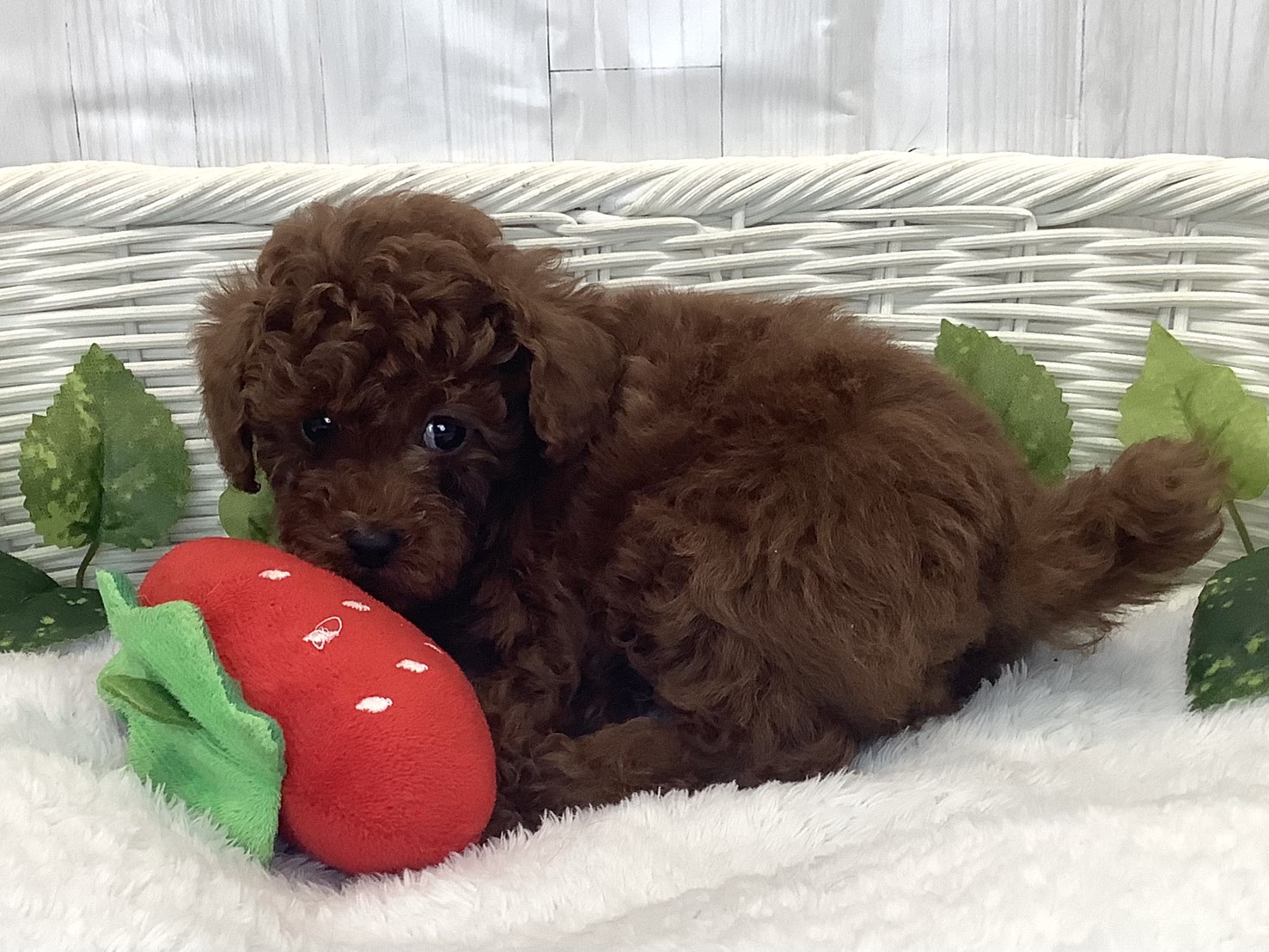 奈良県のトイプードル(トイ) (ペットアミ生駒店/2025年12月14日生まれ/男の子/レッド)の子犬の3枚目の画像