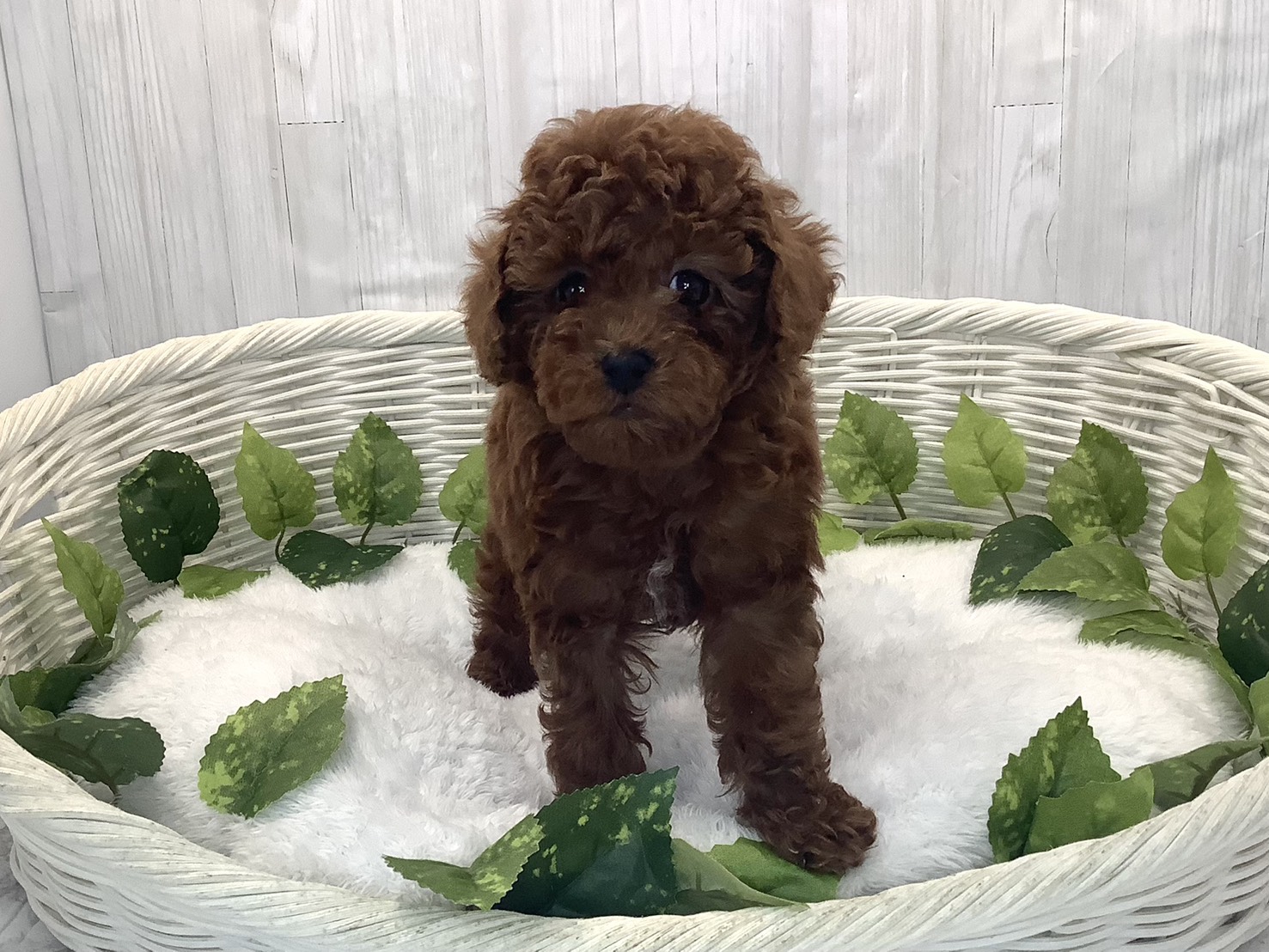 奈良県のトイプードル(トイ) (ペットアミ生駒店/2025年12月14日生まれ/男の子/レッド)の子犬の1枚目の画像