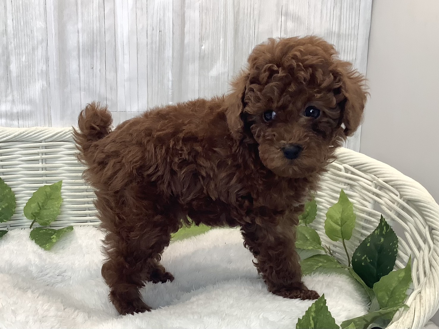 奈良県のトイプードル(トイ) (ペットアミ生駒店/2025年12月14日生まれ/男の子/レッド)の子犬の2枚目の画像