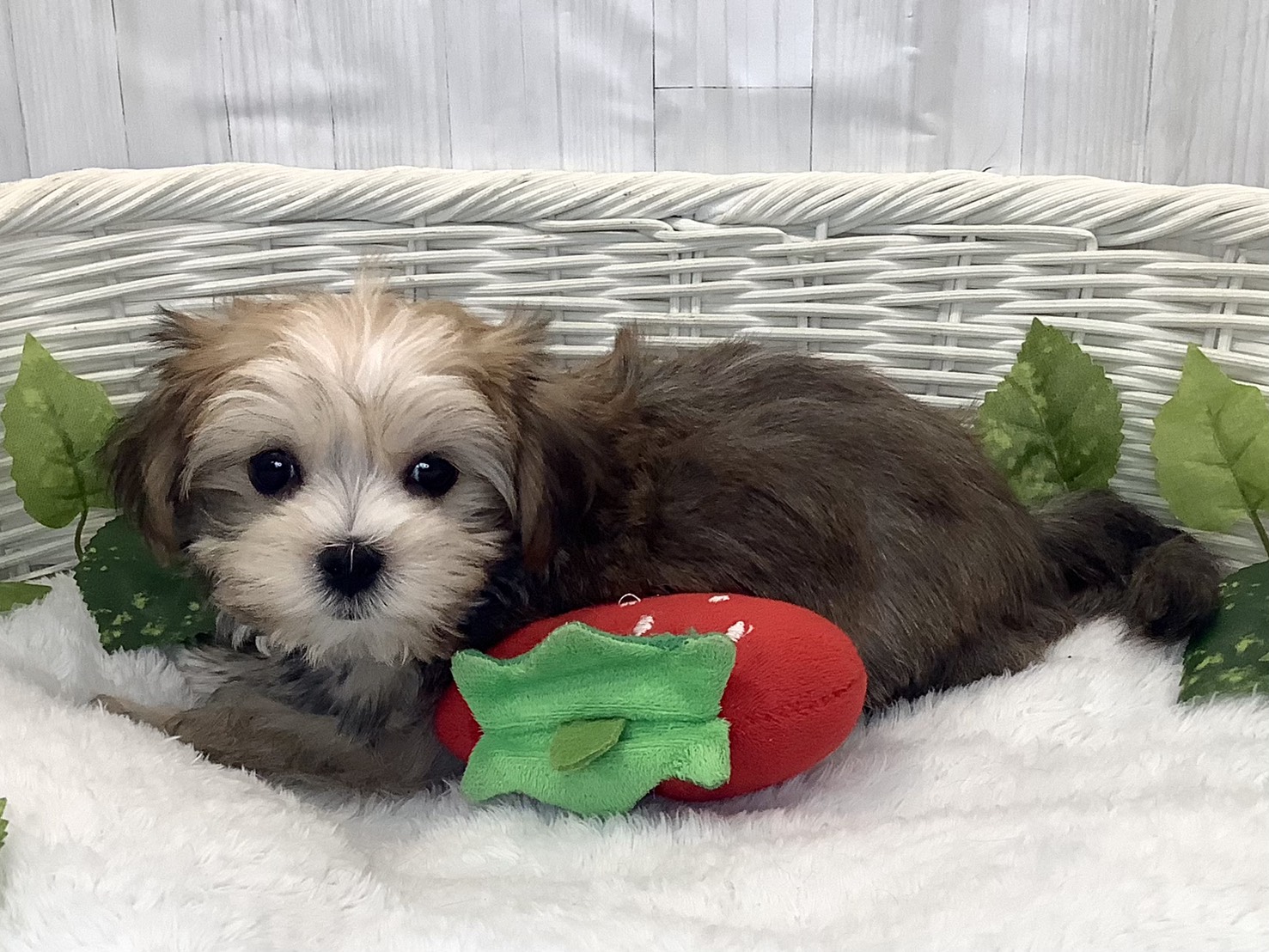 愛知県のハーフ (ペッツワン岡崎美合店/2025年12月10日生まれ/男の子/フォーン)の子犬の3枚目の画像
