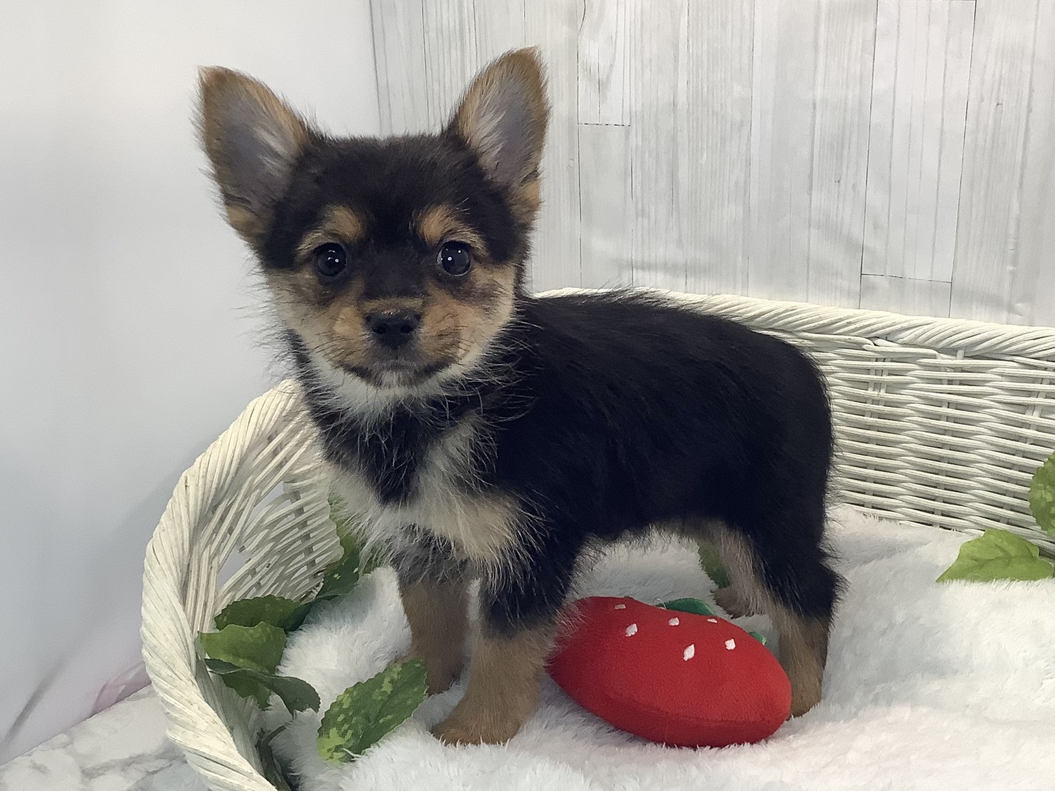 奈良県のハーフ (マルエスペット いかるが店/2025年12月10日生まれ/男の子/スチールブルータン)の子犬の3枚目の画像