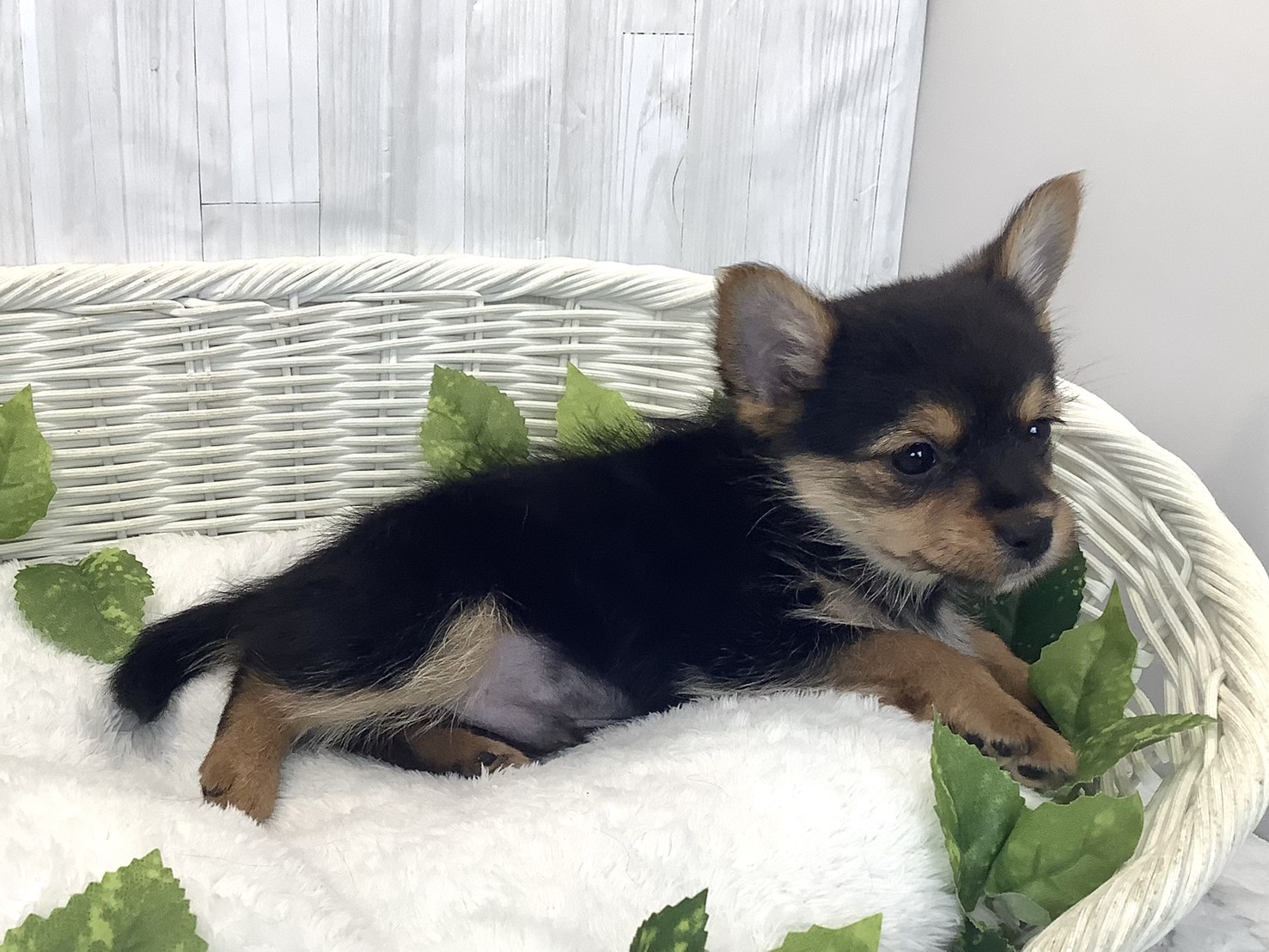 奈良県のハーフ (マルエスペット いかるが店/2025年12月10日生まれ/男の子/スチールブルータン)の子犬の2枚目の画像