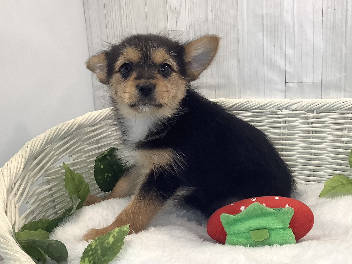 愛知県のハーフ (ペッツワン稲沢ハーモニーランド店/2025年12月10日生まれ/女の子/スチールブルータン)の子犬の3枚目の画像