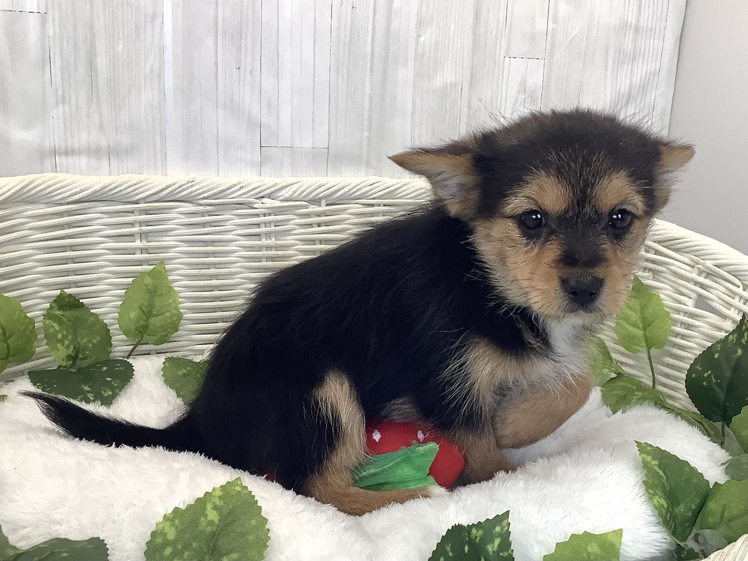 愛知県のハーフ (ペッツワン稲沢ハーモニーランド店/2025年12月10日生まれ/女の子/スチールブルータン)の子犬の2枚目の画像