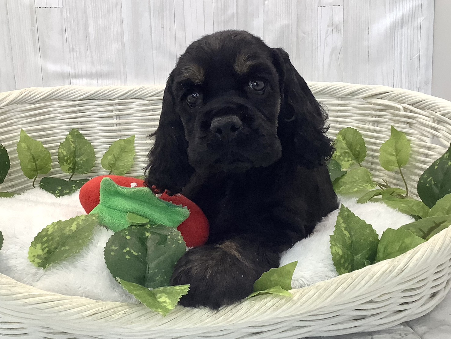 奈良県のアメリカンコッカースパニエル (マルエスペット ヒルステップ生駒店/2025年12月11日生まれ/男の子/ブラックタン)の子犬の1枚目の画像