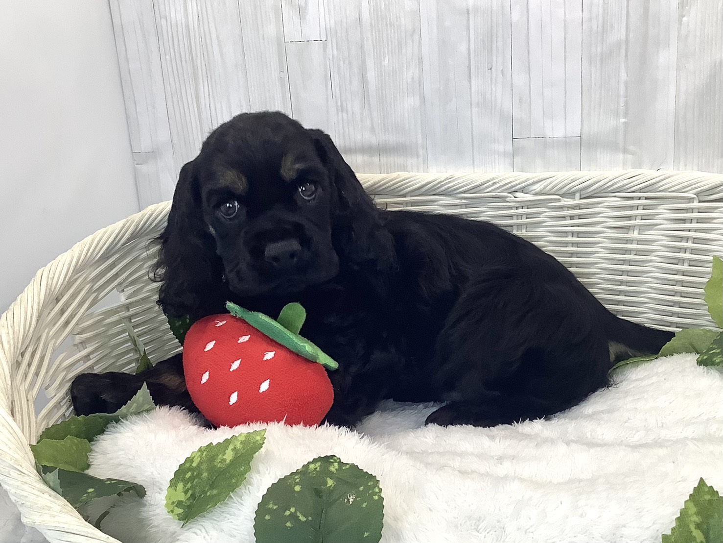 奈良県のアメリカンコッカースパニエル (マルエスペット ヒルステップ生駒店/2025年12月11日生まれ/男の子/ブラックタン)の子犬の3枚目の画像