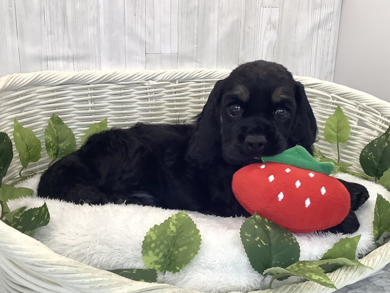 奈良県のアメリカンコッカースパニエル (マルエスペット ヒルステップ生駒店/2025年12月11日生まれ/男の子/ブラックタン)の子犬の2枚目の画像