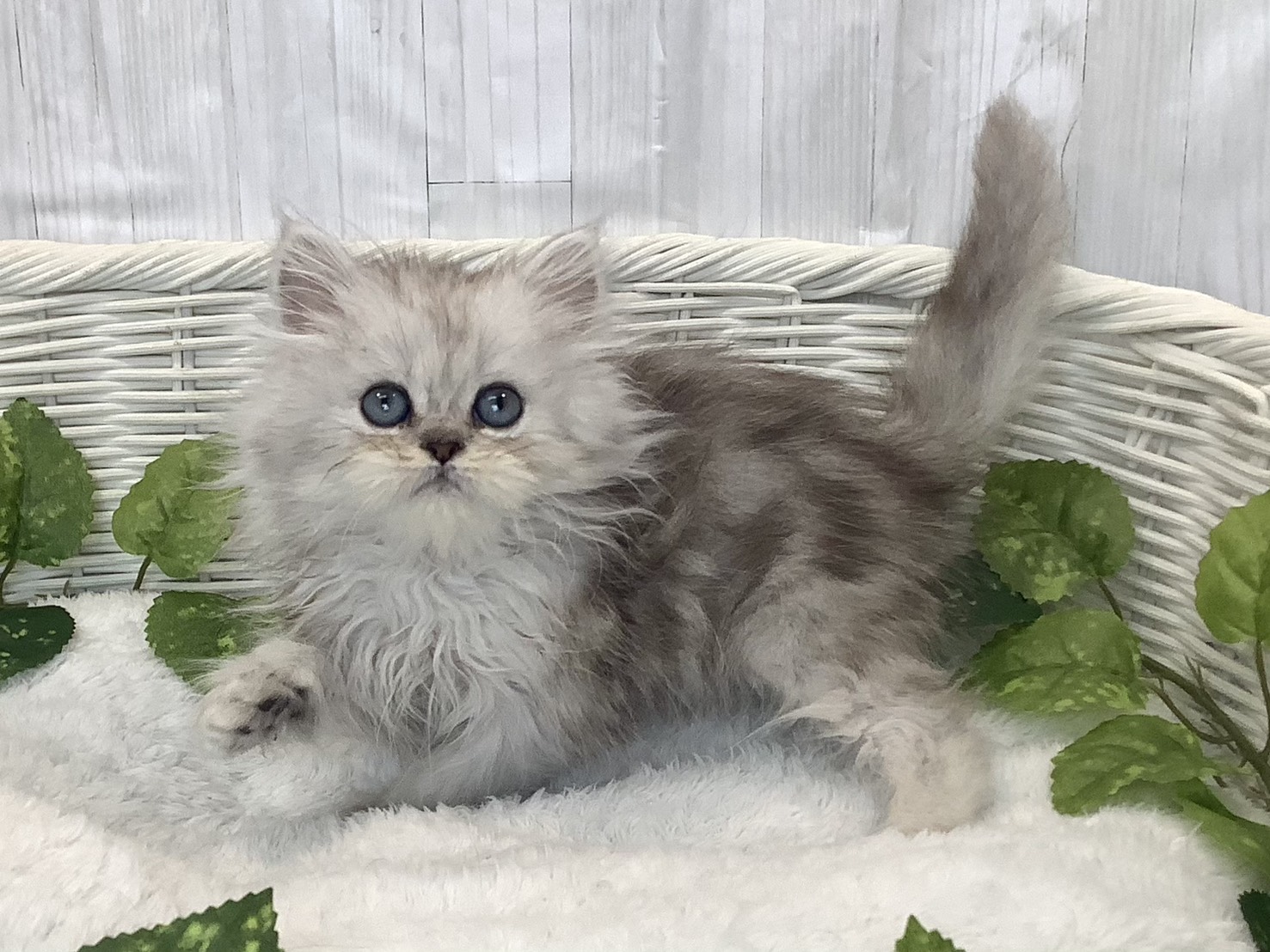 奈良県のペルシャ (マルエスペット 富雄店/2025年12月1日生まれ/男の子/チンチラシルバー)の子猫の3枚目の画像