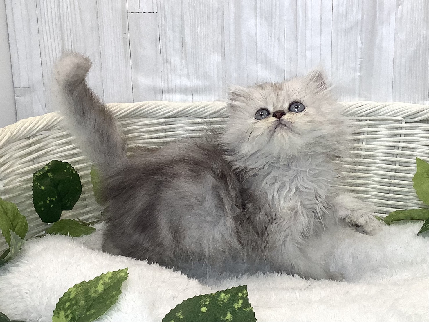 奈良県のペルシャ (マルエスペット 富雄店/2025年12月1日生まれ/男の子/チンチラシルバー)の子猫の2枚目の画像