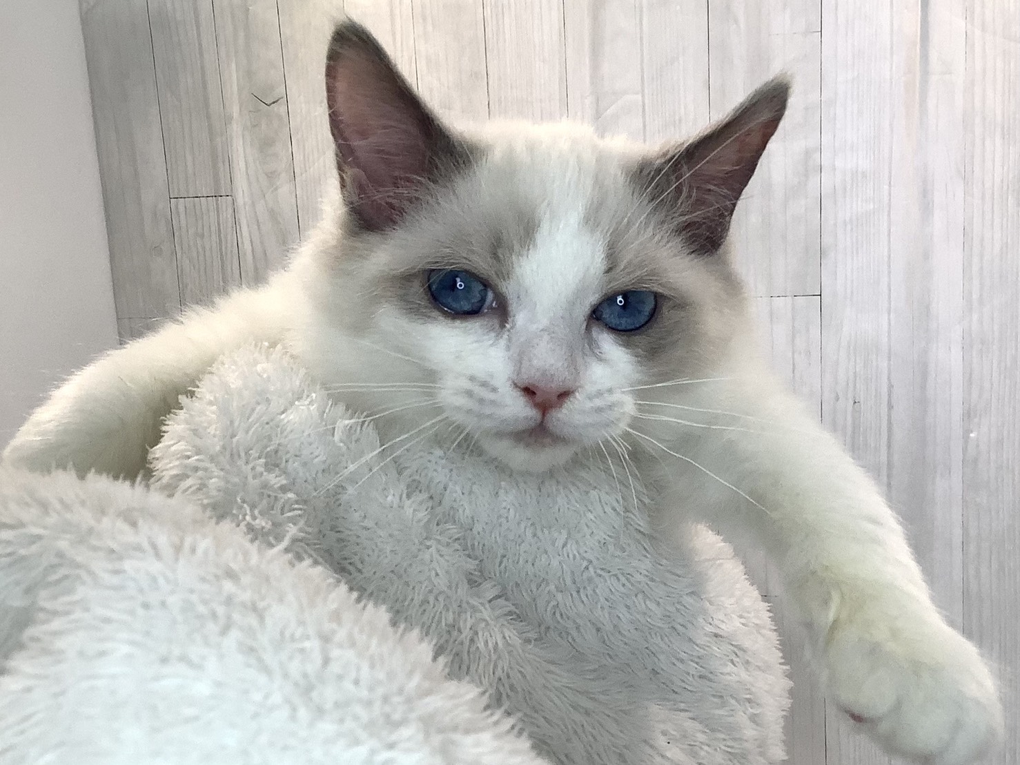 奈良県のラグドール (マルエスペット ヒルステップ生駒店/2025年11月25日生まれ/男の子/シールポイントバイカラー)の子猫の2枚目の画像