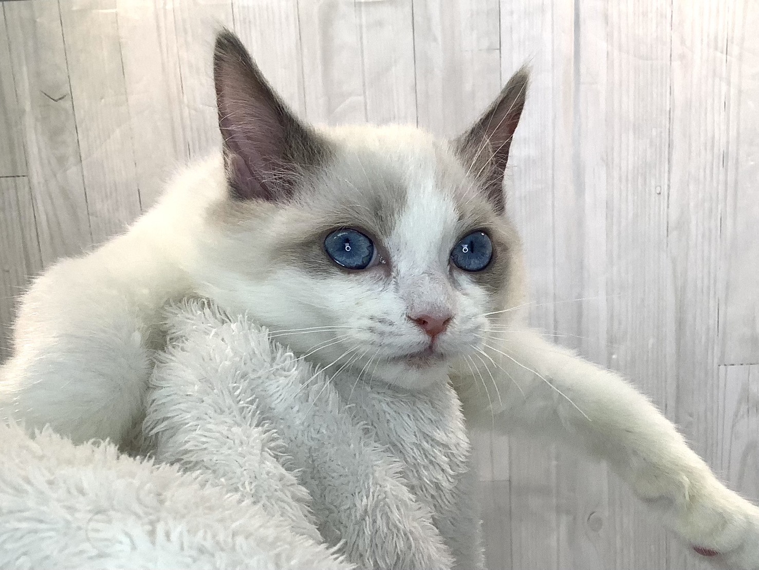 奈良県のラグドール (マルエスペット ヒルステップ生駒店/2025年11月25日生まれ/男の子/シールポイントバイカラー)の子猫の3枚目の画像