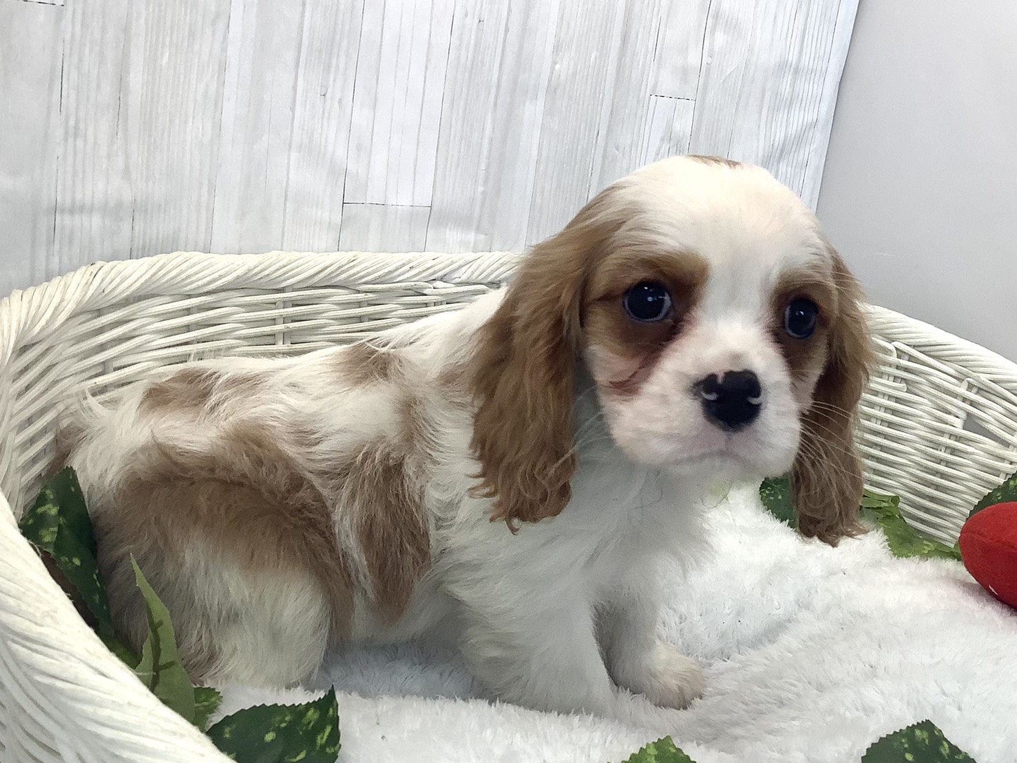 奈良県のキャバリアキングチャールズスパニエル (マルエスペット ヒルステップ生駒店/2025年12月14日生まれ/男の子/ブレンハイム)の子犬の2枚目の画像