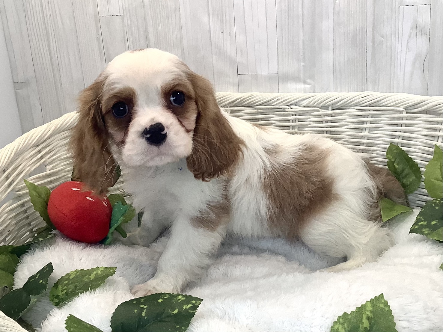 奈良県のキャバリアキングチャールズスパニエル (マルエスペット ヒルステップ生駒店/2025年12月14日生まれ/男の子/ブレンハイム)の子犬の3枚目の画像
