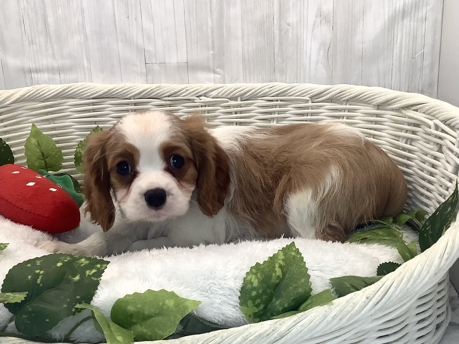 静岡県のキャバリアキングチャールズスパニエル (マルエスペットホームアシスト店/2025年12月14日生まれ/男の子/ブレンハイム)の子犬の3枚目の画像