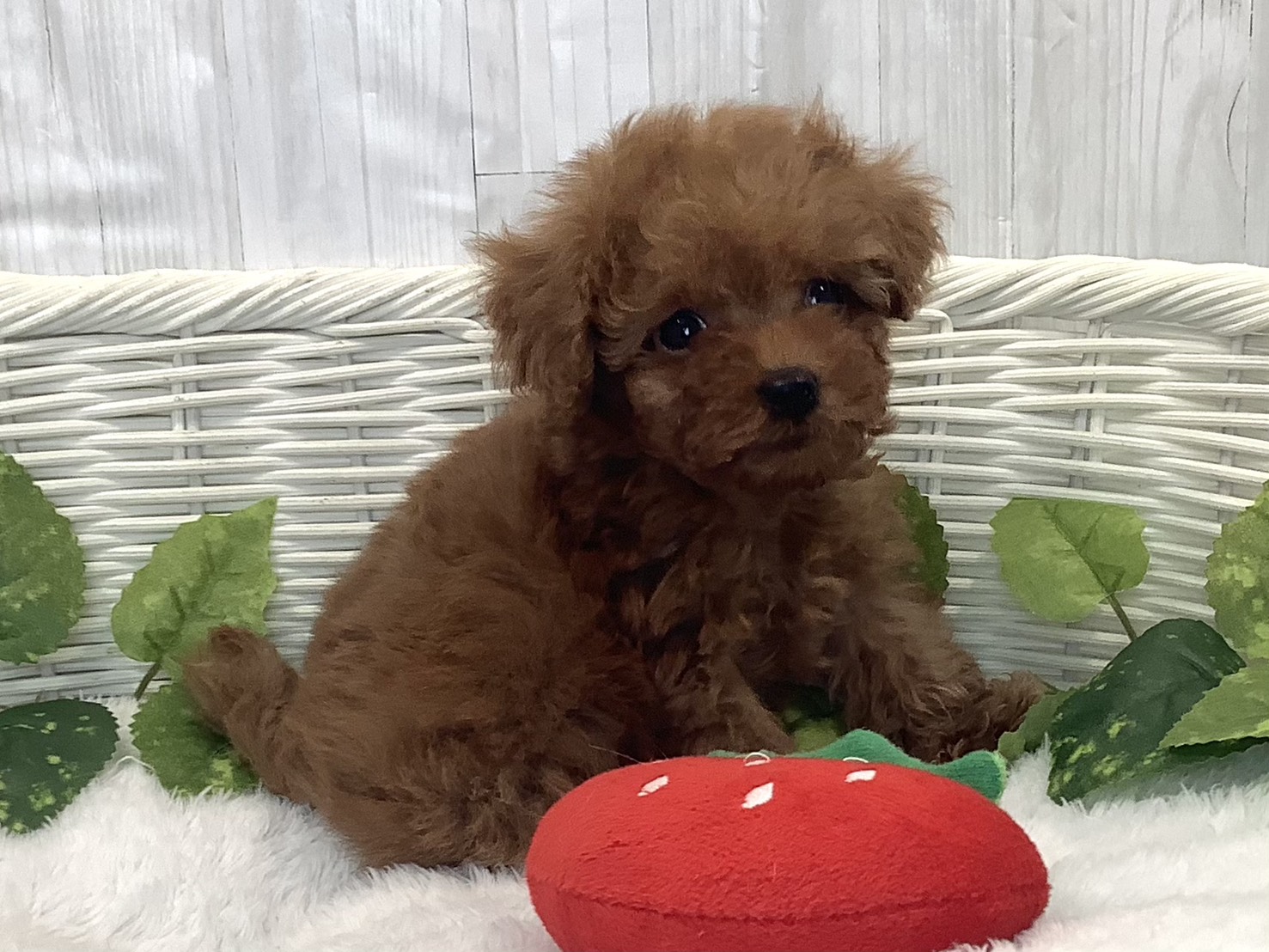 奈良県のトイプードル(トイ) (マルエスペット 富雄店/2025年12月15日生まれ/男の子/レッド)の子犬の2枚目の画像