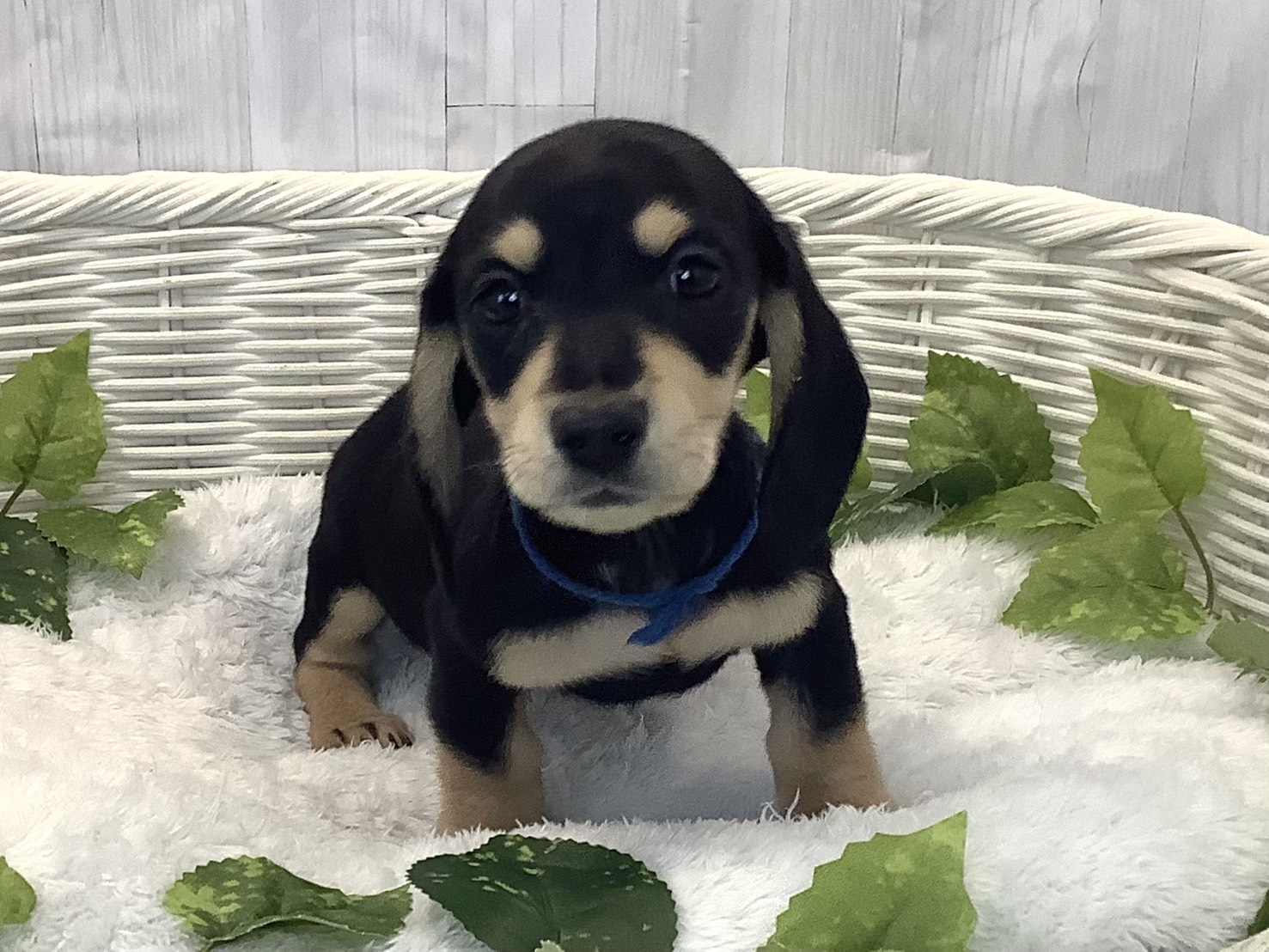 千葉県のミニチュアダックスフンド(スムース) (マルエスペット千鳥町店/2025年12月11日生まれ/男の子/ブラックタン)の子犬の2枚目の画像