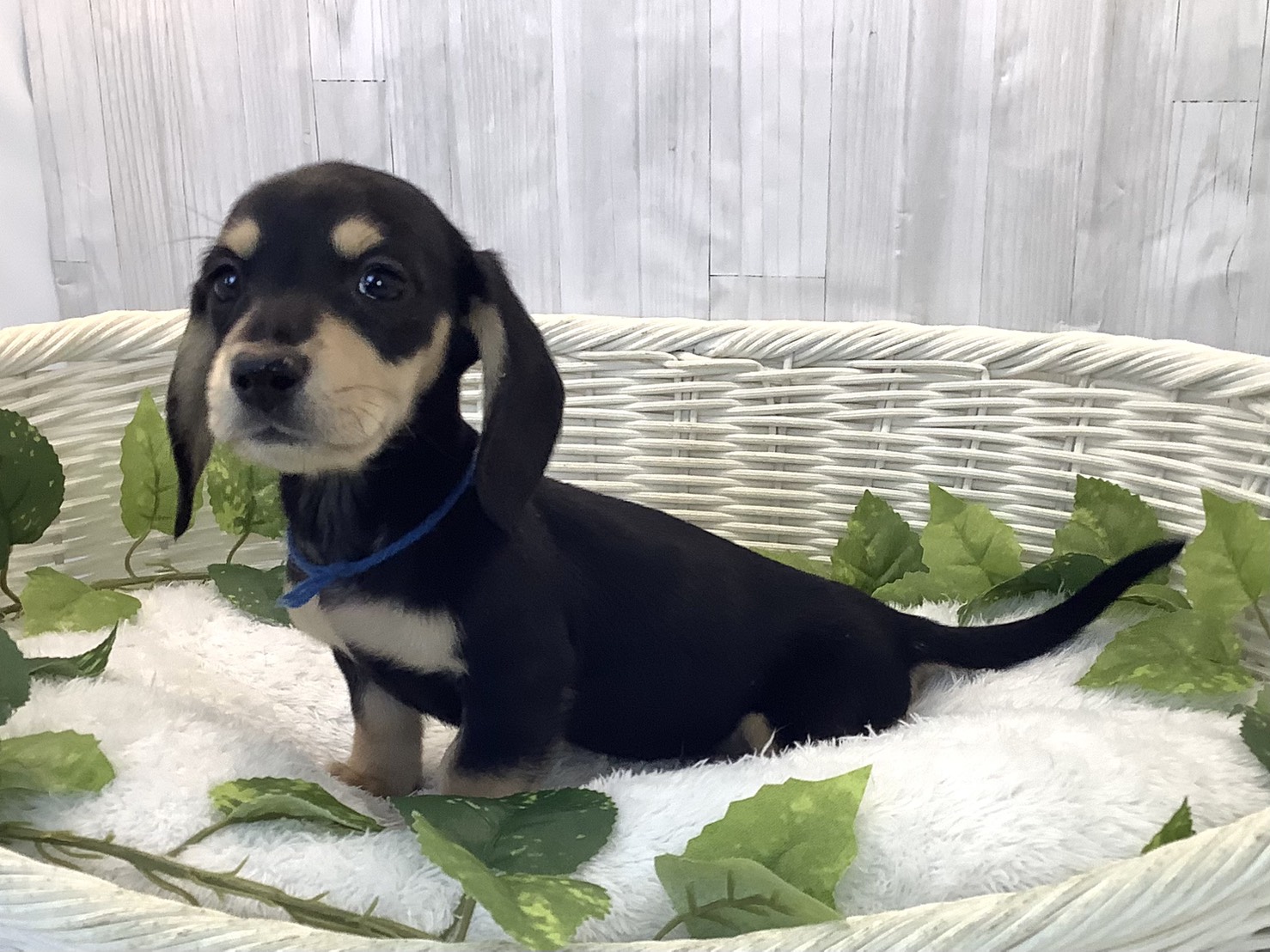 千葉県のミニチュアダックスフンド(スムース) (マルエスペット千鳥町店/2025年12月11日生まれ/男の子/ブラックタン)の子犬の3枚目の画像
