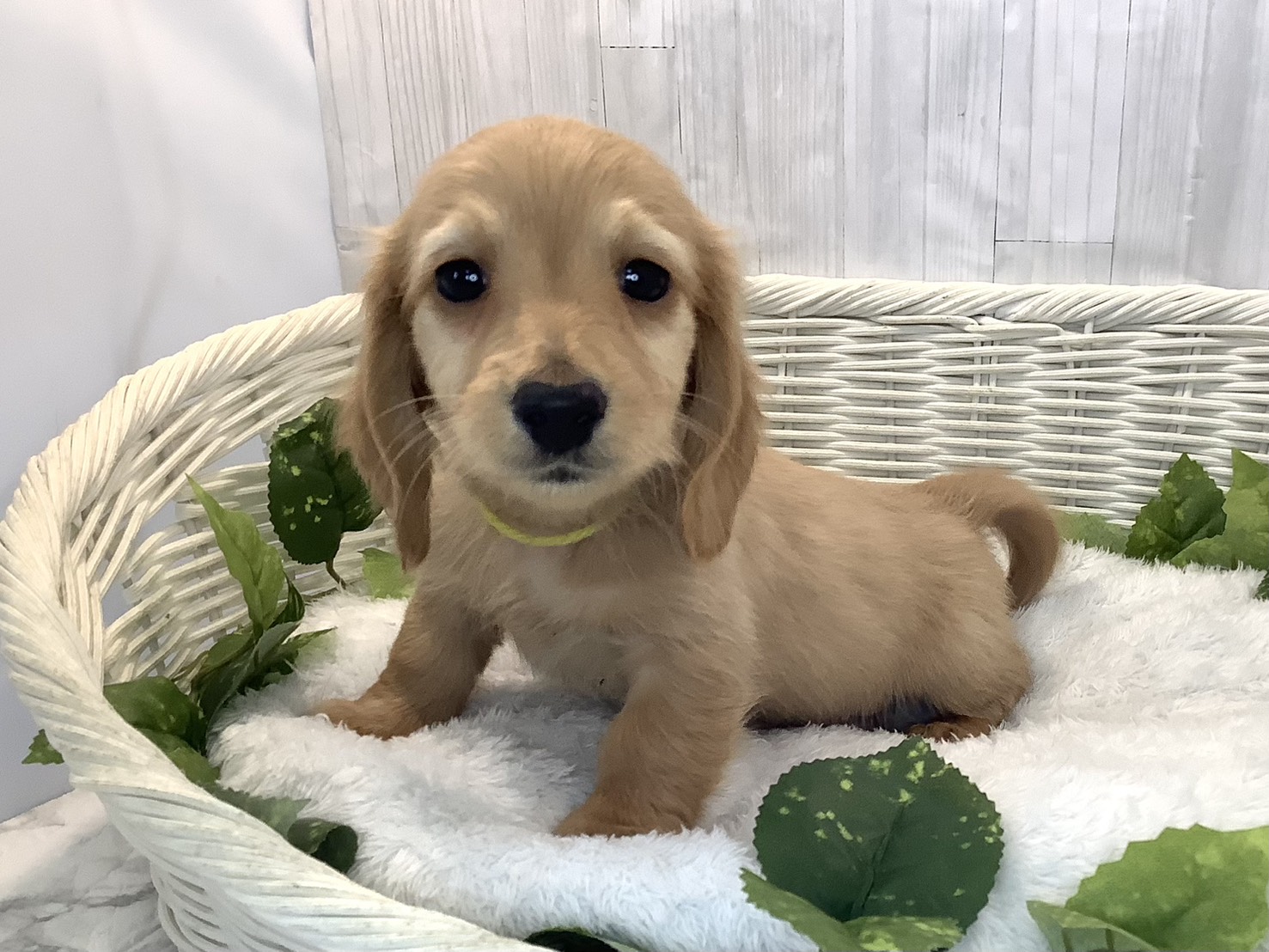 愛知県のミニチュアダックスフンド(ロング) (ペッツワン稲沢ハーモニーランド店/2025年12月11日生まれ/男の子/ゴールド)の子犬の3枚目の画像