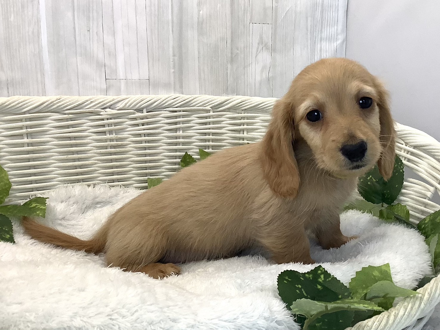 愛知県のミニチュアダックスフンド(ロング) (ペッツワン稲沢ハーモニーランド店/2025年12月11日生まれ/男の子/ゴールド)の子犬の2枚目の画像