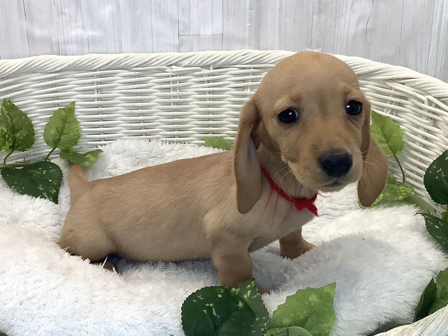 奈良県のミニチュアダックスフンド(スムース) (ペットアミ生駒店/2025年12月11日生まれ/女の子/ゴールド)の子犬の2枚目の画像