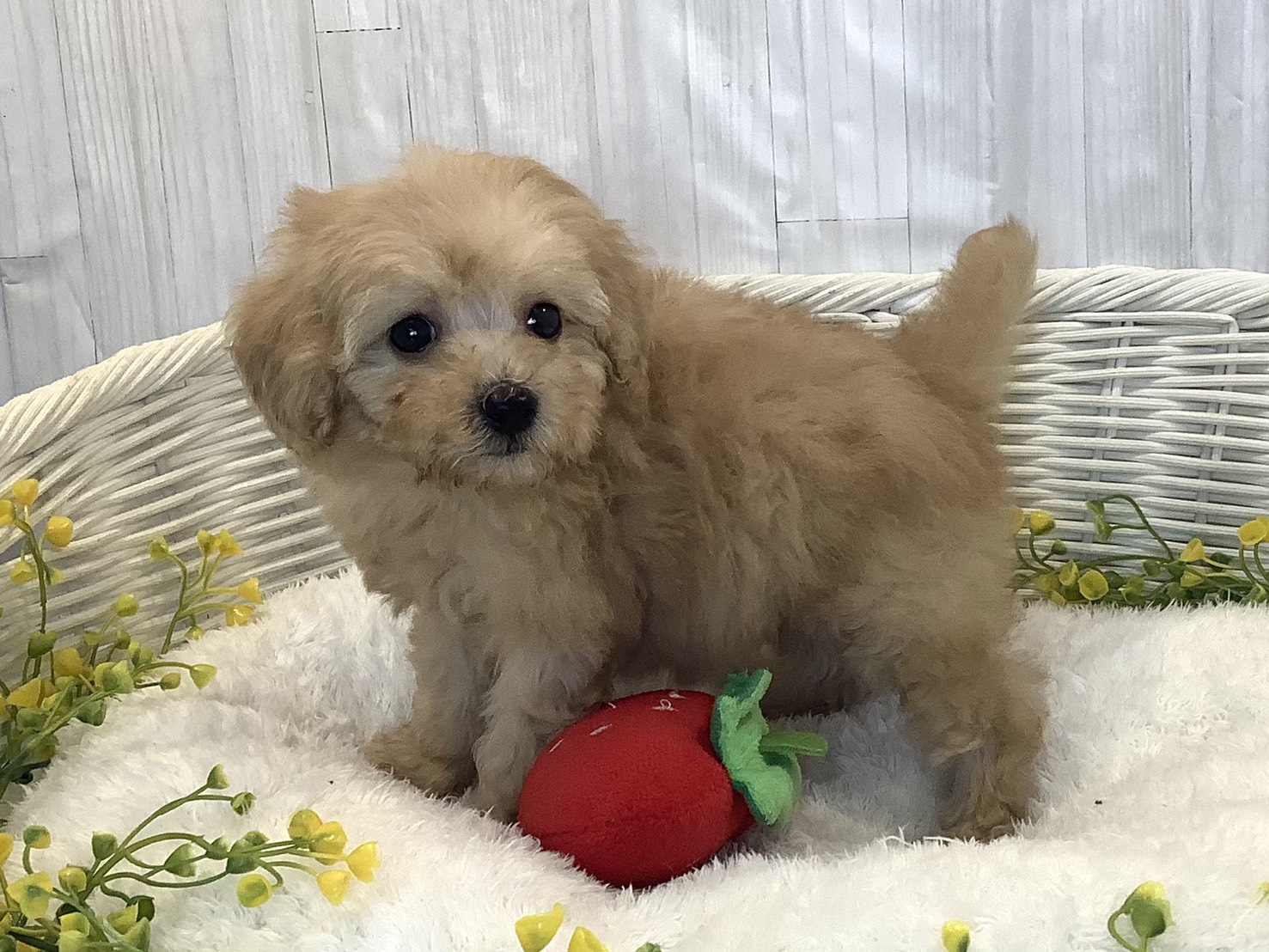 静岡県のトイプードル(トイ) (マルエスペット御殿場店/2025年12月21日生まれ/女の子/クリーム)の子犬の3枚目の画像