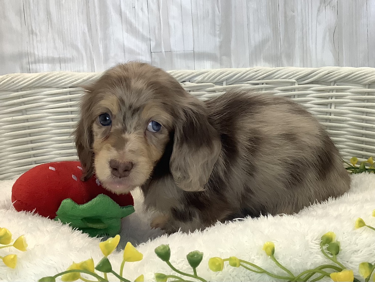 千葉県のミニチュアダックスフンド(ロング) (マルエスペット千鳥町店/2025年12月21日生まれ/女の子/チョコレートダップル)の子犬の3枚目の画像