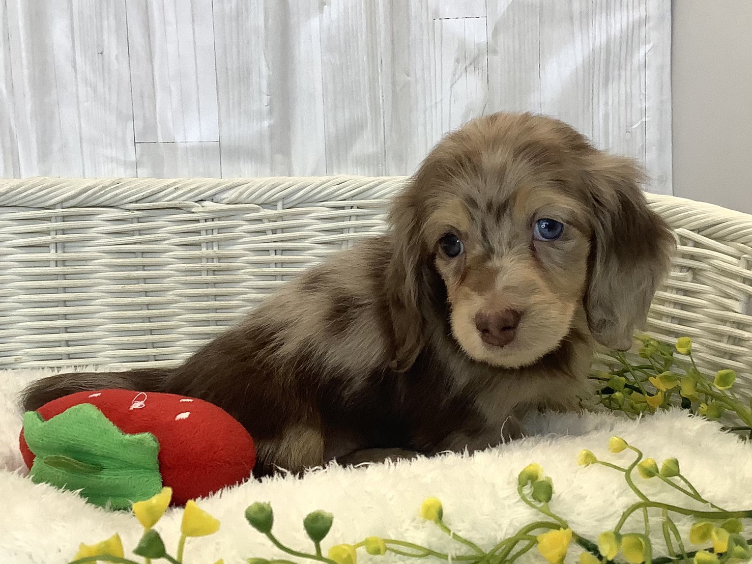 千葉県のミニチュアダックスフンド(ロング) (マルエスペット千鳥町店/2025年12月21日生まれ/女の子/チョコレートダップル)の子犬の2枚目の画像