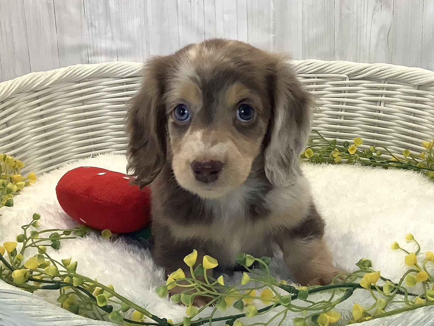 静岡県のミニチュアダックスフンド(ロング) (マルエスペットホームアシスト店/2025年12月21日生まれ/女の子/チョコレートダップル)の子犬の1枚目の画像