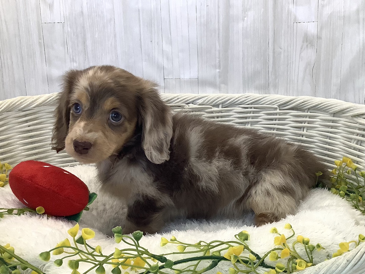 静岡県のミニチュアダックスフンド(ロング) (マルエスペットホームアシスト店/2025年12月21日生まれ/女の子/チョコレートダップル)の子犬の3枚目の画像